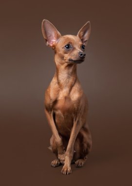 koyu kahverengi zemin üzerine Rus oyuncak terrier yavrusu