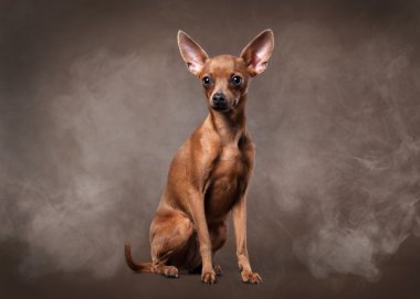 Rus oyuncak terrier yavrusu koyu kahverengi zemin üzerine sis içinde