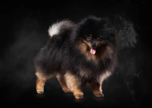 Pomeranian puppy on black gradient background — Stock Photo, Image