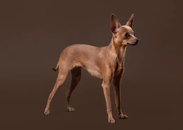 Russian toy terrier puppy on dark brown background — Stock Photo, Image