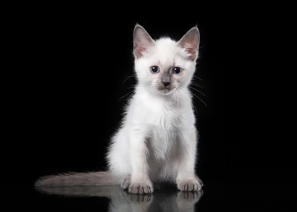 Gato tailandés sobre fondo negro — Foto de Stock