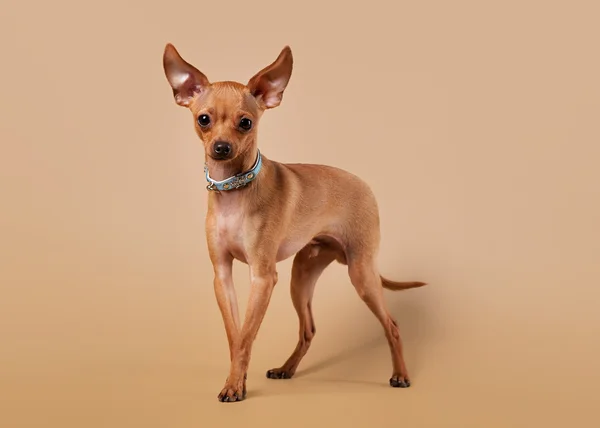 Russian toy terrier puppy on light brown background — Stock Photo, Image