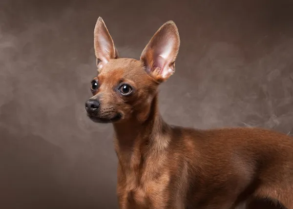 Rusia juguete terrier cachorro en la niebla sobre fondo marrón oscuro —  Fotos de Stock