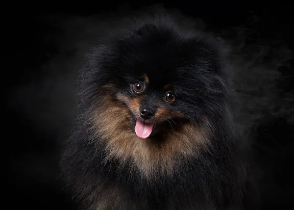 Siyah gradyan arka planda Pomeranian köpek yavrusu — Stok fotoğraf