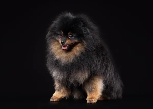 Anak anjing Pomeranian pada latar belakang gradien hitam — Stok Foto