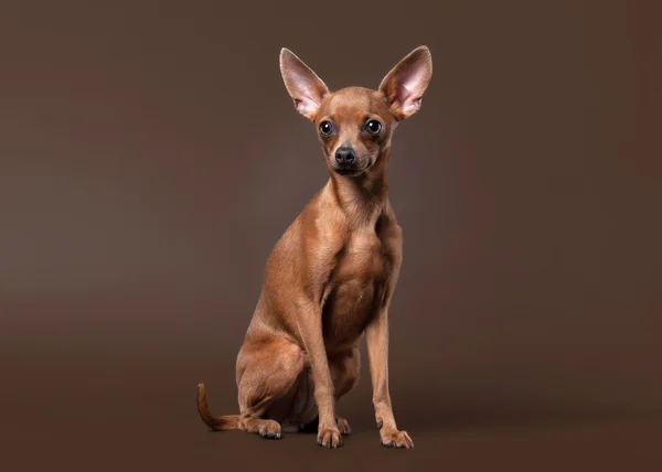 Russo giocattolo terrier cucciolo su sfondo marrone scuro — Foto Stock