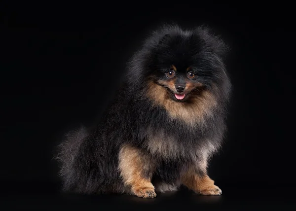 Pomeranian valp på svart tonad bakgrund — Stockfoto