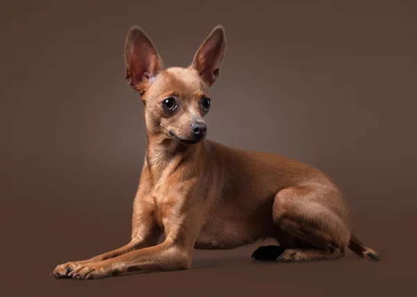 Ruso juguete terrier cachorro sobre fondo marrón oscuro —  Fotos de Stock