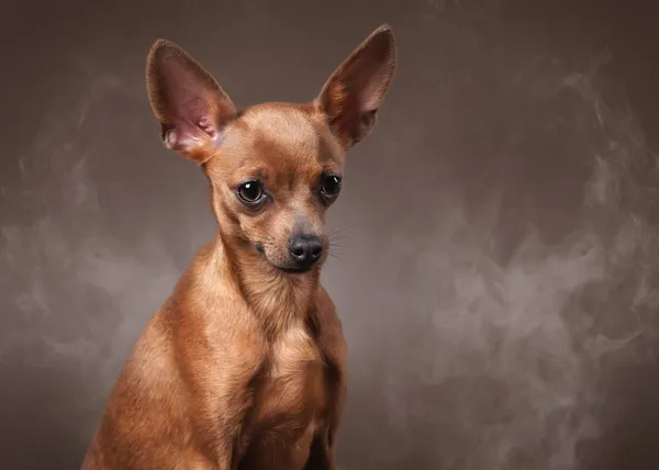 Russian toy terrier puppy in fog on dark brown background — Stock Photo, Image