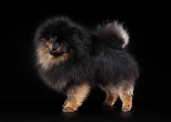Pomeranian puppy on black gradient background — Stock Photo, Image