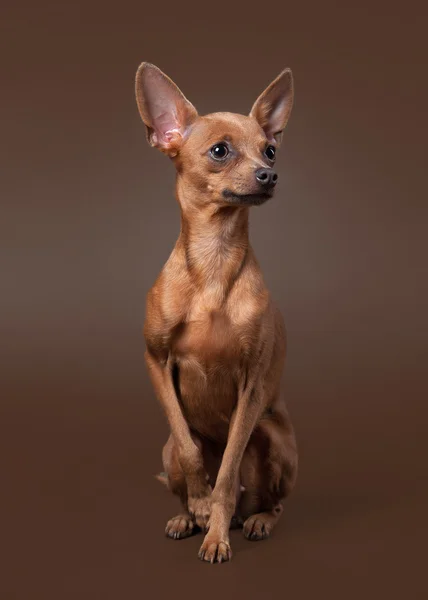 Russische toy Terriër pup op donkere bruine achtergrond — Stockfoto