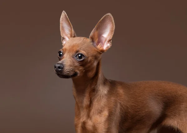 Ruso juguete terrier cachorro sobre fondo marrón oscuro —  Fotos de Stock