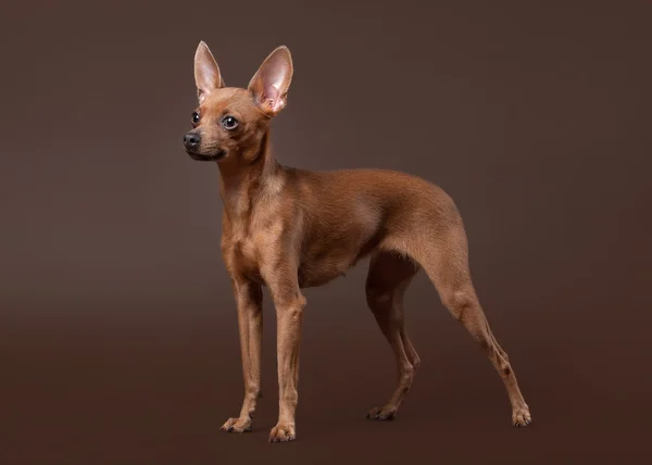 Russo giocattolo terrier cucciolo su sfondo marrone scuro — Foto Stock