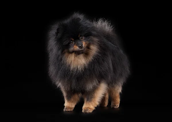 黒のグラデーション背景ポメラニアン子犬 — ストック写真