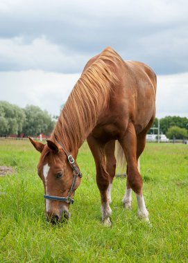 at, alan ve gökyüzü