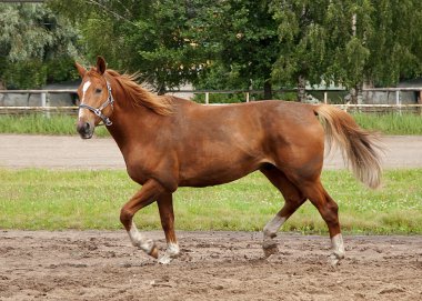 at, alan ve gökyüzü