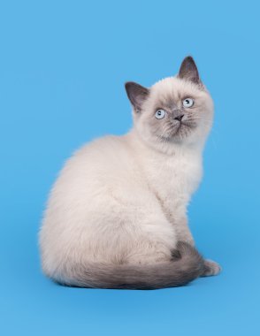 küçük mavi renk açık mavi renkli üzerinde nokta İngiliz yavru kedi