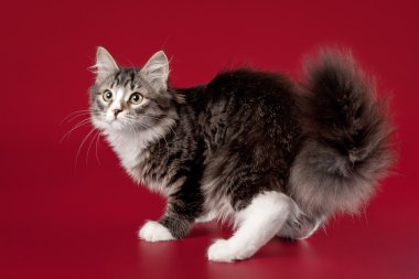 koyu kırmızı zemin üzerine genç siberian kedi