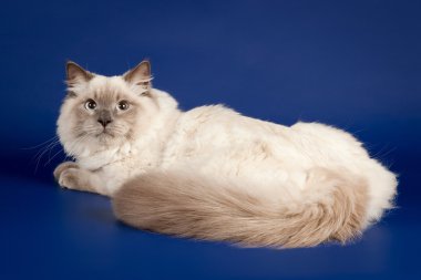 koyu mavi zemin üzerine genç renkli nokta siberian kedi