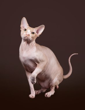 Don Sphnx koyu kahverengi arka planda