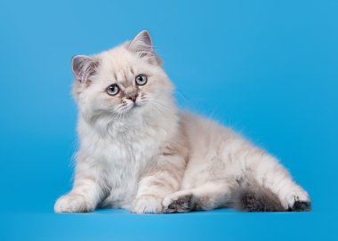 küçük mavi renk açık mavi renkli üzerinde nokta İngiliz yavru kedi