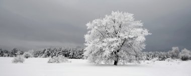 Frozen tree in snowy field and dark sky