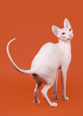 Don sphynx turuncu zemin üzerine