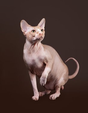 Don Sphnx koyu kahverengi arka planda