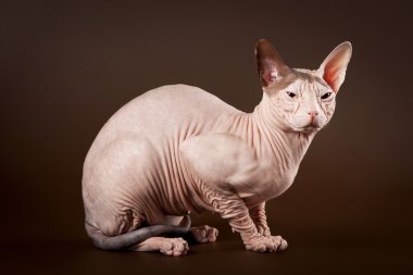 Don Sphnx koyu kahverengi arka planda