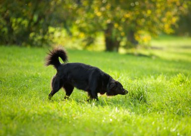 siyah köpek çimlerin üzerine