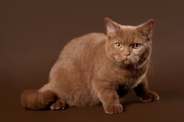 kahverengi zemin üzerine İngiliz kedi