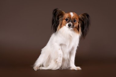koyu kahverengi zemin üzerine Papillion genç köpek