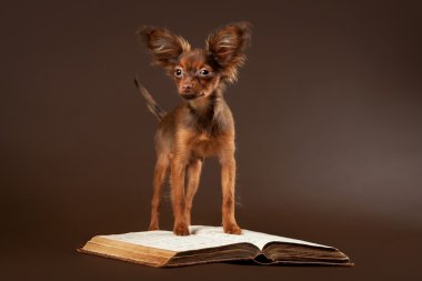 koyu kahverengi zemin üzerine Rus oyuncak terrier yavrusu