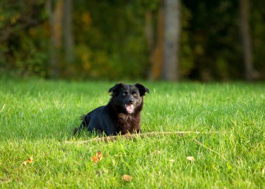 siyah köpek çimlerin üzerine