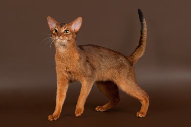 Siyah kahverengi zemin üzerine kırmızı Habeş kedisi