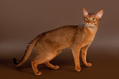 Siyah kahverengi zemin üzerine kırmızı Habeş kedisi