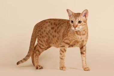 açık bej renkli üzerinde tanımlık Ocicat erkek kedi