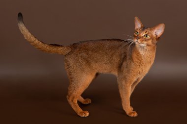 Siyah kahverengi zemin üzerine kırmızı Habeş kedisi