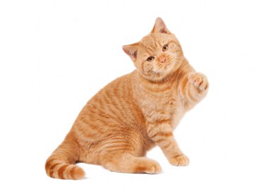 Beyaz arka planda küçük kırmızı İngiliz yavru kedi