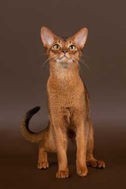 Siyah kahverengi zemin üzerine kırmızı Habeş kedisi