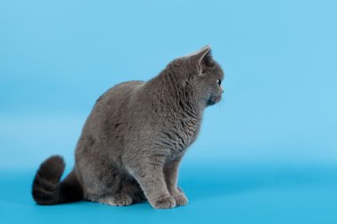 Açık mavi arka planda mavi İngiliz dişi kedi