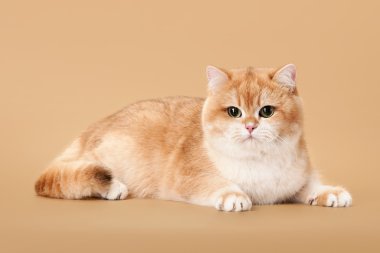 açık kahverengi renkli üzerine genç altın İngiliz kedi