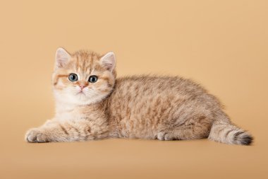 açık kahverengi renkli üzerinde küçük altın İngiliz yavru kedi