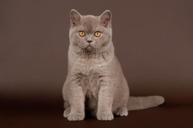 koyu kahverengi zemin üzerine Eflatun İngiliz dişi kedi