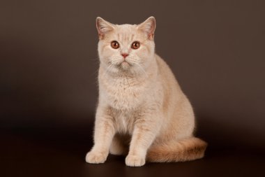 kahverengi zemin üzerine İngiliz kedi