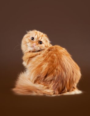 koyu kahverengi zemin üzerine genç İskoç yayla kat kedi yavrusu