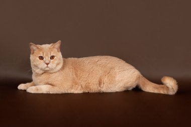 kahverengi zemin üzerine İngiliz kedi