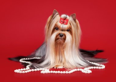 koyu kırmızı zemin üzerine genç yorkie