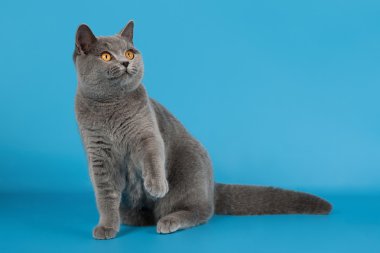 Açık mavi arka planda mavi İngiliz dişi kedi