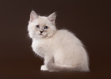 koyu kahverengi zemin üzerinde küçük siberian kedi